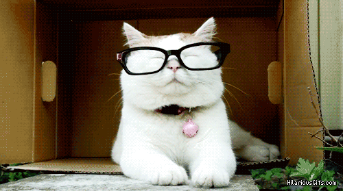 cat-takes-off-his-glasses_46