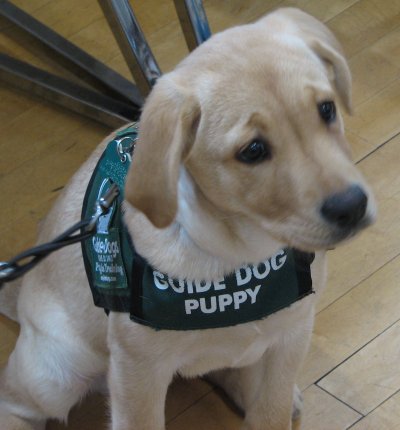 Guide-dog-puppy